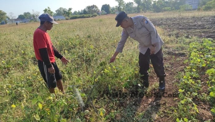 Polsek Bungah Turun ke Lahan, Pantau Tanaman Kacang Hijau untuk Perkuat Ketahanan Pangan
