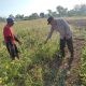 Polsek Bungah Turun ke Lahan, Pantau Tanaman Kacang Hijau untuk Perkuat Ketahanan Pangan
