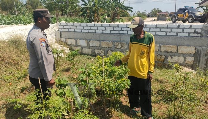 Polsek Sidayu Cek Tanaman Cabai, Dukung Program Ketahanan Pangan di Gresik