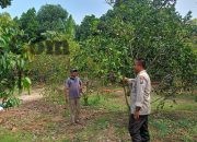 Polsek Dukun Cek Tanaman Jeruk di Tebuwung, Dukung Program Ketahanan Pangan Gresik