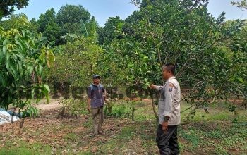 Polsek Dukun Cek Tanaman Jeruk di Tebuwung, Dukung Program Ketahanan Pangan Gresik
