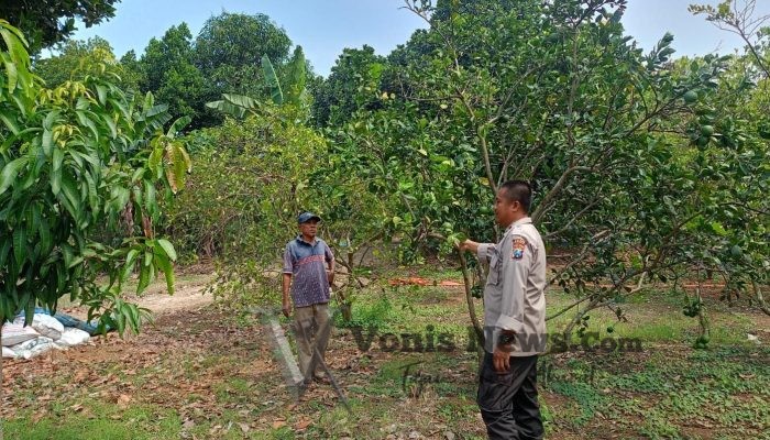 Polsek Dukun Cek Tanaman Jeruk di Tebuwung, Dukung Program Ketahanan Pangan Gresik