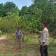 Polsek Dukun Cek Tanaman Jeruk di Tebuwung, Dukung Program Ketahanan Pangan Gresik