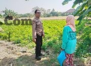 Polres Gresik Perkuat Ketahanan Pangan, Cek Tanaman Kangkung di Benjeng