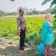 Polres Gresik Perkuat Ketahanan Pangan, Cek Tanaman Kangkung di Benjeng