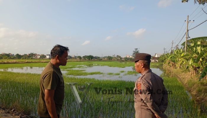 Polsek Duduksampeyan Perkuat Ketahanan Pangan, Cek Tanaman Padi Warga Desa Sumengko