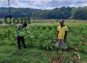 Polsek Sangkapura Cek Tanaman Terong Hijau, Perkuat Dukungan terhadap Ketahanan Pangan di Gresik