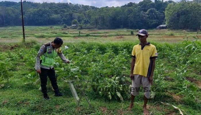Polsek Sangkapura Cek Tanaman Terong Hijau, Perkuat Dukungan terhadap Ketahanan Pangan di Gresik