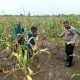 Polsek Cerme Tanam Jagung, Dukung Swasembada Pangan Nasional
