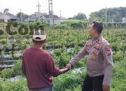 Polsek Menganti Cek Tanaman Lombok di Desa Bringkang, Dukung Ketahanan Pangan Nasional