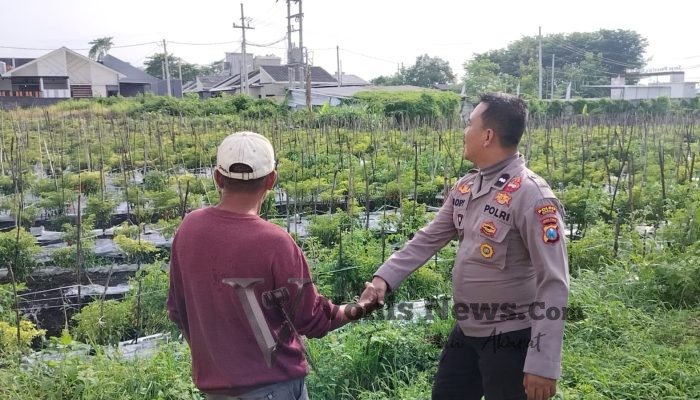 Polsek Menganti Cek Tanaman Lombok di Desa Bringkang, Dukung Ketahanan Pangan Nasional