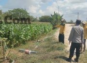 Polsek Sidayu Cek Tanaman Jagung di Desa Wadeng, Dukung Ketahanan Pangan Nasional