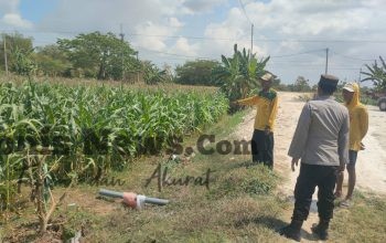 Polsek Sidayu Cek Tanaman Jagung di Desa Wadeng, Dukung Ketahanan Pangan Nasional