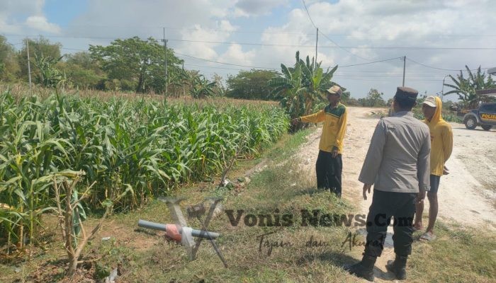 Polsek Sidayu Cek Tanaman Jagung di Desa Wadeng, Dukung Ketahanan Pangan Nasional