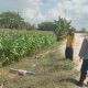 Polsek Sidayu Cek Tanaman Jagung di Desa Wadeng, Dukung Ketahanan Pangan Nasional