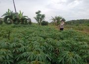 Polsek Tambak Cek Tanaman Ubi Kayu, Dukung Ketahanan Pangan di Gresik
