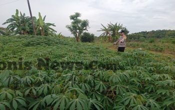 Polsek Tambak Cek Tanaman Ubi Kayu, Dukung Ketahanan Pangan di Gresik