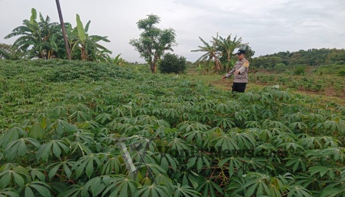Polsek Tambak Cek Tanaman Ubi Kayu, Dukung Ketahanan Pangan di Gresik