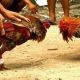 Dugaan Judi Kalangan Ayam di Plosorejo Disorot, Warga Desak Polisi Bertindak Tegas