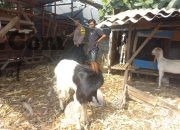 Polsek Cerme Cek Ternak Kambing, Dukung Program Ketahanan Pangan