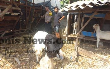 Polsek Cerme Cek Ternak Kambing, Dukung Program Ketahanan Pangan