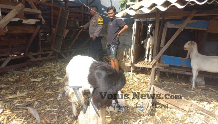 Polsek Cerme Cek Ternak Kambing, Dukung Program Ketahanan Pangan