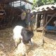 Img 20260821 Wa0043
