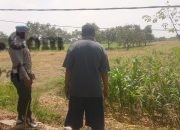 Polsek Balongpanggang Pantau Jagung di Kedungsumber, Perkuat Ketahanan Pangan Nasional