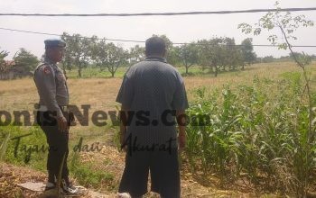 Polsek Balongpanggang Pantau Jagung di Kedungsumber, Perkuat Ketahanan Pangan Nasional