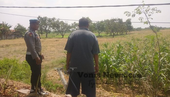 Polsek Balongpanggang Pantau Jagung di Kedungsumber, Perkuat Ketahanan Pangan Nasional