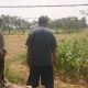 Polsek Balongpanggang Pantau Jagung di Kedungsumber, Perkuat Ketahanan Pangan Nasional