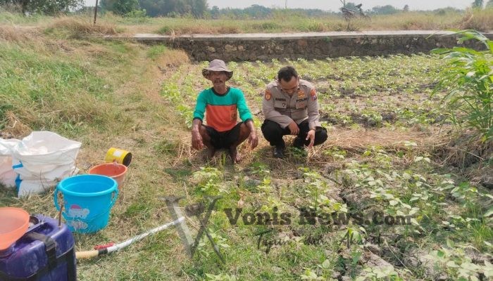 Polsek Benjeng Cek Tanaman Kacang Hijau, Dorong Ketahanan Pangan dan Swasembada Nasional
