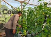 Polsek Dukun Cek Tanaman Melon, Dukung Ketahanan Pangan di Gresik