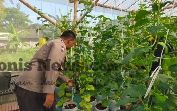 Polsek Dukun Cek Tanaman Melon, Dukung Ketahanan Pangan di Gresik