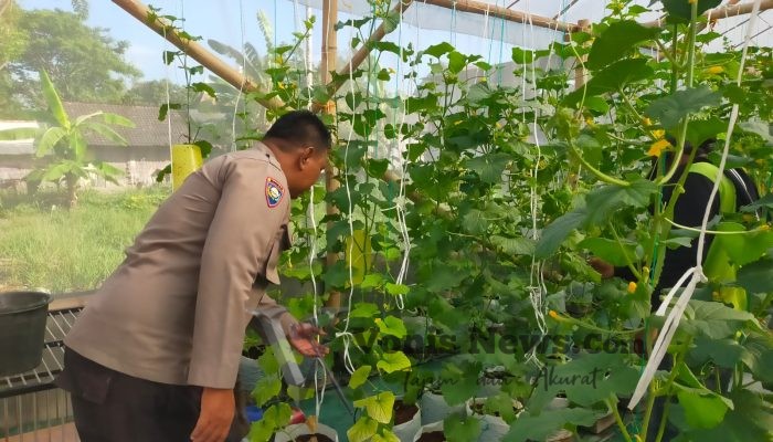 Polsek Dukun Cek Tanaman Melon, Dukung Ketahanan Pangan di Gresik