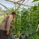 Polsek Dukun Cek Tanaman Melon, Dukung Ketahanan Pangan di Gresik