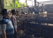 Pengecekan Ternak Kambing di Desa Bungah Dukung Program Ketahanan Pangan
