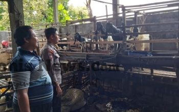 Pengecekan Ternak Kambing di Desa Bungah Dukung Program Ketahanan Pangan