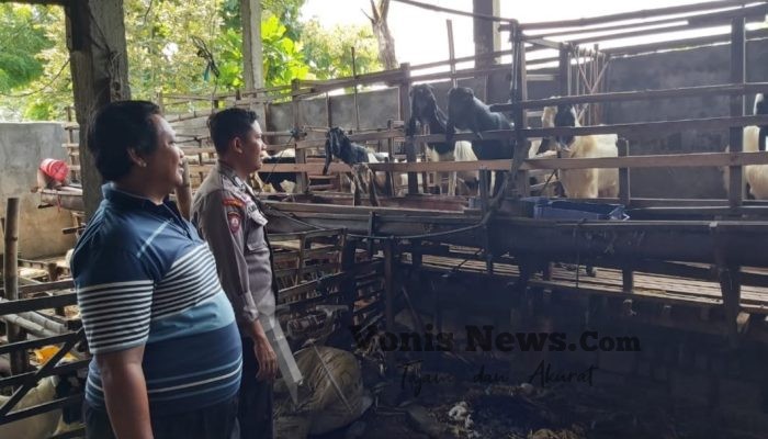 Pengecekan Ternak Kambing di Desa Bungah Dukung Program Ketahanan Pangan