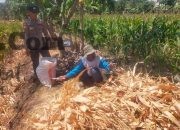 Polsek Manyar Cek Tanaman Jagung di Desa Pongangan, Dukung Ketahanan Pangan Nasional
