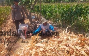 Polsek Manyar Cek Tanaman Jagung di Desa Pongangan, Dukung Ketahanan Pangan Nasional