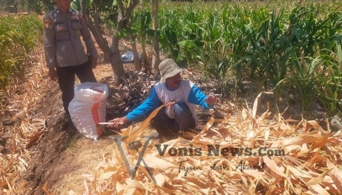 Polsek Manyar Cek Tanaman Jagung di Desa Pongangan, Dukung Ketahanan Pangan Nasional
