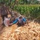 Polsek Manyar Cek Tanaman Jagung di Desa Pongangan, Dukung Ketahanan Pangan Nasional