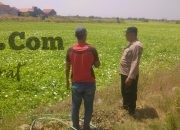 Polsek Balongpanggang Cek Tanaman Kangkung di Karangsemanding, Dukung Ketahanan Pangan Nasional
