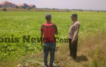 Polsek Balongpanggang Cek Tanaman Kangkung di Karangsemanding, Dukung Ketahanan Pangan Nasional