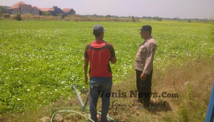 Polsek Balongpanggang Cek Tanaman Kangkung di Karangsemanding, Dukung Ketahanan Pangan Nasional