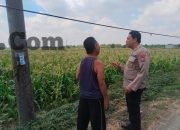 Polsek Benjeng Cek Tanaman Jagung di Sirnoboyo, Perkuat Dukungan Ketahanan Pangan