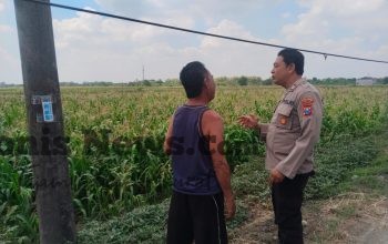 Polsek Benjeng Cek Tanaman Jagung di Sirnoboyo, Perkuat Dukungan Ketahanan Pangan