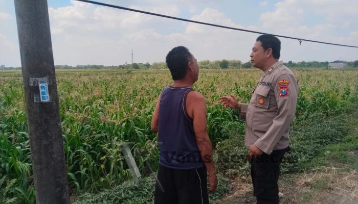 Polsek Benjeng Cek Tanaman Jagung di Sirnoboyo, Perkuat Dukungan Ketahanan Pangan