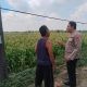 Polsek Benjeng Cek Tanaman Jagung di Sirnoboyo, Perkuat Dukungan Ketahanan Pangan
